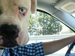 Kumpulan Momen Kocak Hewan Tidak Sengaja Photobomb