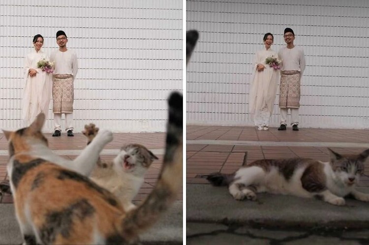Photobomb hewan