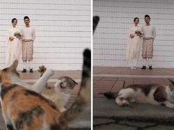 Kumpulan Momen Kocak Hewan Tidak Sengaja Photobomb