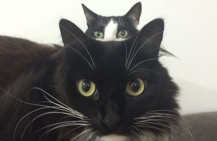 Photobomb hewan