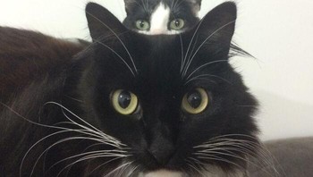 Foto: via BoredPanda