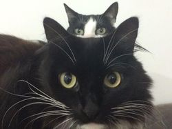 Kumpulan Momen Kocak Hewan Tidak Sengaja Photobomb