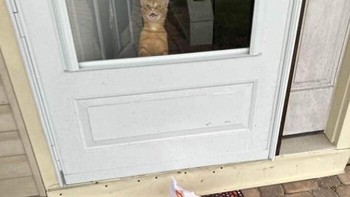 Foto: via BoredPanda