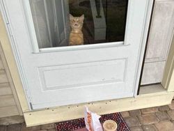 Kumpulan Momen Kocak Hewan Tidak Sengaja Photobomb