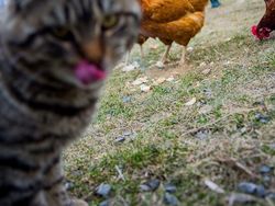 Kumpulan Momen Kocak Hewan Tidak Sengaja Photobomb