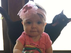 Kumpulan Momen Kocak Hewan Tidak Sengaja Photobomb