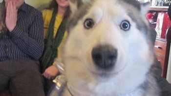 Foto: via BoredPanda