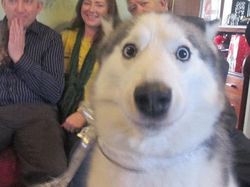 Kumpulan Momen Kocak Hewan Tidak Sengaja Photobomb