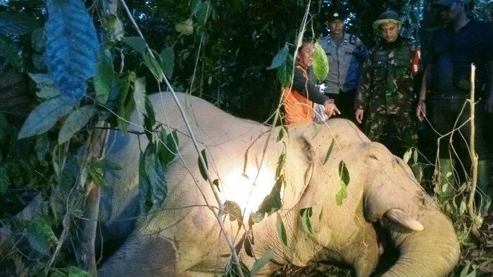 Seekor gajah jantan ditemukan mati di kebun warga Dusun Alur Kijing, Desa Alur Pinang, Kecamatan Peunaron, Aceh Timur. (dok. Polres Aceh Timur)