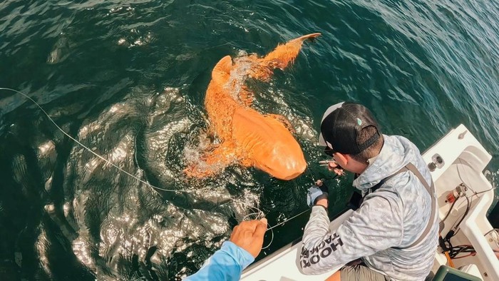 Seekor hiu oranye terang, sejauh ini satu-satunya dari jenisnya, ditemukan saat memancing di dekat Taman Nasional Tortuguero di Kosta Rika. (Facebook/Parismina Domus Dei)