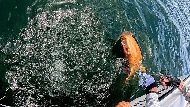 Seekor hiu oranye terang, sejauh ini satu-satunya dari jenisnya, ditemukan saat memancing di dekat Taman Nasional Tortuguero di Kosta Rika. (Facebook/Parismina Domus Dei)