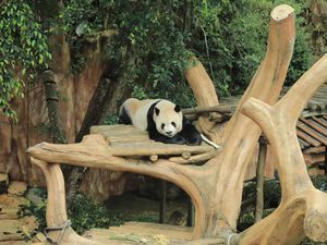 Taman Safari Indonesia Jalankan Inseminasi Panda Raksasa