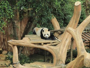 Taman Safari Indonesia Jalankan Inseminasi Panda Raksasa