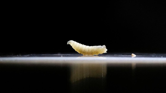 FILE PHOTO: A sample of screwworms collected in the morning are displayed at the veterinary clinic as the Mexican government and ranchers struggle to control the spread of this flesh-eating pest, in Tapachula, Chiapas state, Mexico July 4, 2025. REUTERS/Daniel Becerril/File Photo