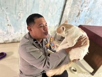 Prihatin dengan Kucing Liar, Polisi Kota Kediri Buka Panti Kucing Gratis
