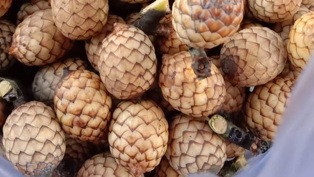 Buah Rotan atau Manau. Foto: tangkapan layar akun instagram @info_kubar/ Ghadlye Buah Rotan atau Manau. Foto: tangkapan layar akun instagram @info_kubar/ Ghadlye