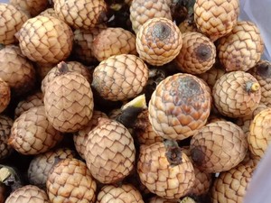 Buah Rotan Khas Kalimantan: Manfaat & Keunikannya