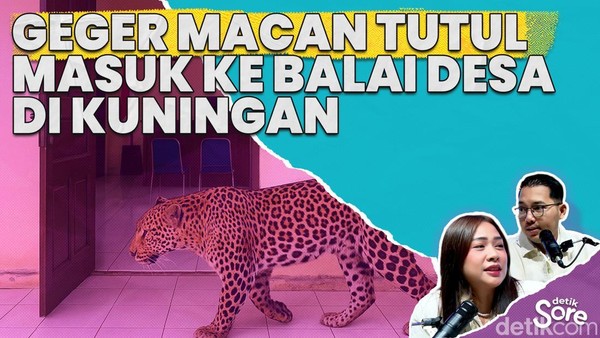 Video: Macan Tutul Masuk Balai Desa, Warga Kuningan Dilanda Kepanikan