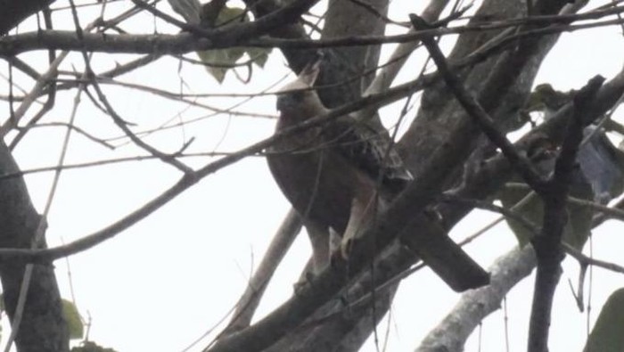 Elang Jawa singgah di hutan pendidikan P-WEC