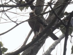 Momen Elang Jawa Singgah di Hutan Pendidikan P-WEC Malang