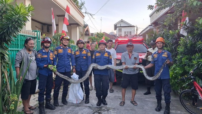 Evakuasi ular sanca 3 meter di rumah warga Bogor