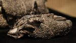 Fosil Buaya Purba Mirip T Rex Ditemukan di Argentina