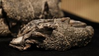 Penemuan ini memberi gambaran baru tentang ekosistem Patagonia di akhir zaman Kapur. Buaya purba ini ternyata ikut menjadi predator puncak selain dinosaurus. REUTERS/Alessia Maccioni  