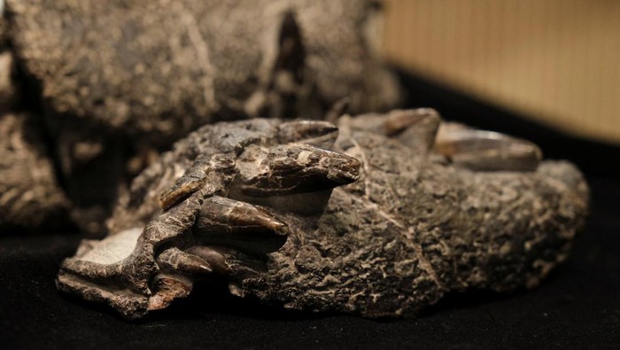 Fosil Buaya Purba Mirip T Rex Ditemukan di Argentina A plastic reproduction and the fossilized bones of the Kostensuchus atrox, an ancient crocodile that lived around 70 million years ago close to the end of the dinosaur era, discovered in Argentinian Patagonian area, are displayed at the Maimonides university, in Buenos Aires, Argentina, August 27, 2025. REUTERS/Alessia Maccioni