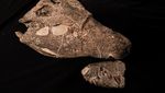 Fosil Buaya Purba Mirip T Rex Ditemukan di Argentina