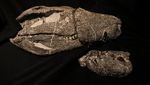 Fosil Buaya Purba Mirip T Rex Ditemukan di Argentina