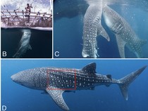 Kasihan, Sebagian Besar Hiu Paus di Indonesia Terluka Imbas Ulah Manusia