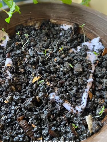 Kartu undangan pernikahan bisa menjadi bibir sayuran, ramah lingkungan dan bisa menjadi inspirasi bagi pasangan calon pengantin.