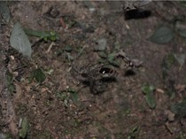 Riset: Laba-Laba Manfaatkan Kunang-kunang Menarik Mangsa, Lalu Memakannya