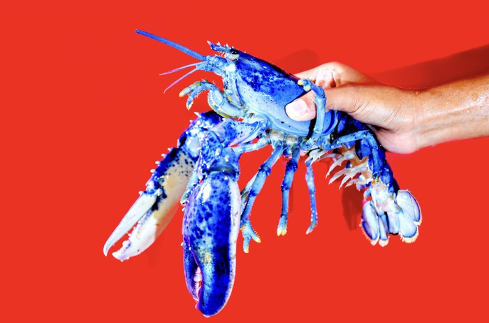Lobster biru neon yang ditemukan di lepas pantai Massachusetts AS