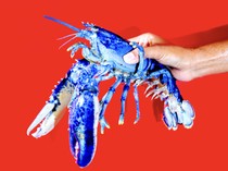 Langka! Lobster Biru Neon Ini Ditemukan di Lepas Pantai Massachusetts AS