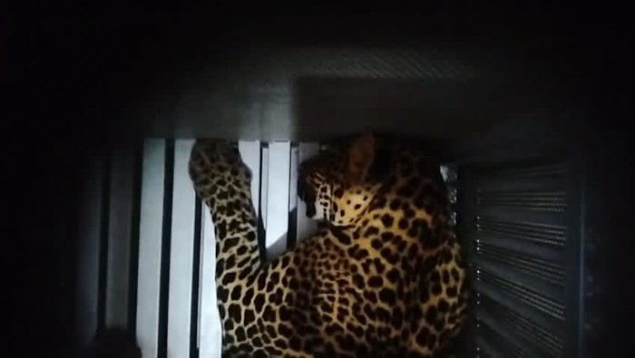 Macan tutul yang dievakuasi dari kuningan lalu kabur dari Lembar Park & Zoo