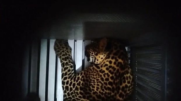 Macan tutul yang dievakuasi dari kuningan lalu kabur dari Lembar Park & Zoo