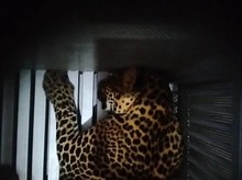 Macan Tutul yang Kabur di Lembang Park and Zoo Masih Berkeliaran