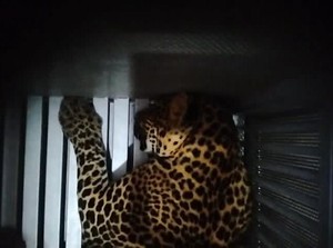 Jabar Hari Ini: Jejak Terakhir Macan Tutul yang Kabur di Bandung Barat