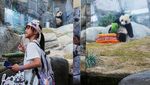 Menggemaskan! Panda Kembar Hong Kong Merayakan Ulang Tahun Pertama