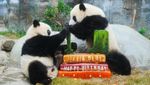 Menggemaskan! Panda Kembar Hong Kong Merayakan Ulang Tahun Pertama