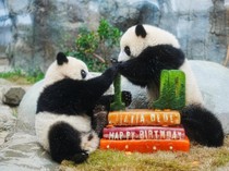 Menggemaskan! Panda Kembar Hong Kong Merayakan Ulang Tahun Pertama