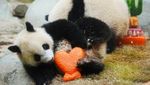 Menggemaskan! Panda Kembar Hong Kong Merayakan Ulang Tahun Pertama