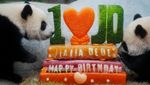 Menggemaskan! Panda Kembar Hong Kong Merayakan Ulang Tahun Pertama