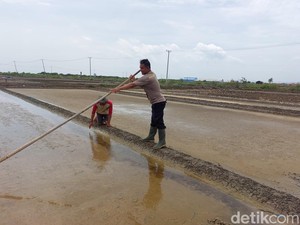 Serba Salah Petani Garam Cirebon: Harga Bagus, Produksi Seret