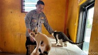 Panti kucing ini menampung lebih dari 100 ekor kucing. Dari sebagian kucing yang dirawat banyak kucing liar dan juga dititipkan oleh pemiliknya.