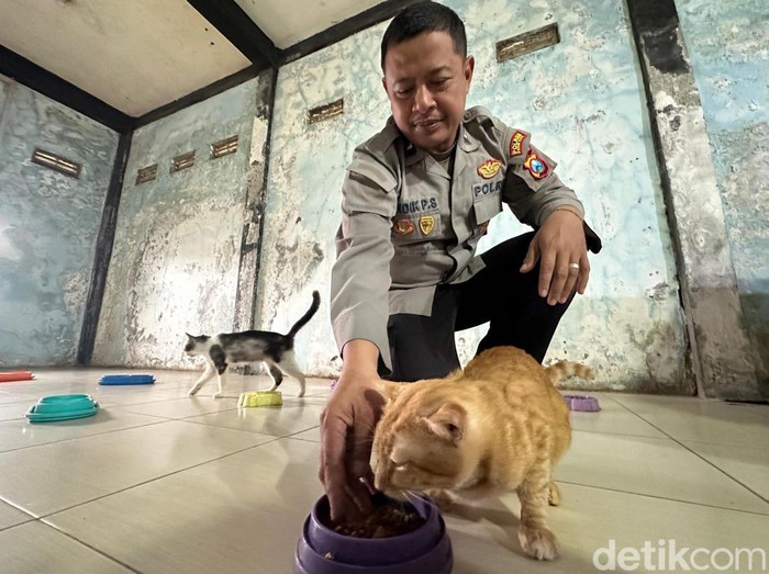 Polisi Di Kota Kediri Membuka Panti Kucing Gratis Polisi Di Kota Kediri Membuka Panti Kucing Gratis