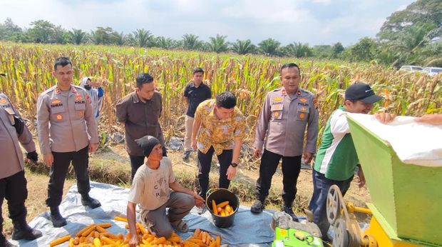 Polres Inhu panen raya jagung 5 ton dari lahan seluas 1,5 hektare, Rabu (27/8/2025).