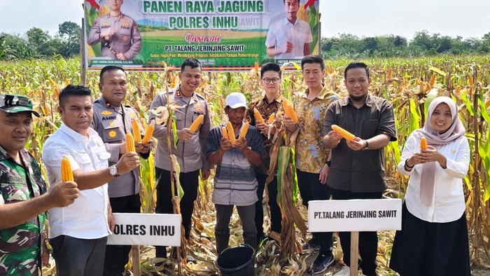 Polres Inhu panen raya jagung 5 ton dari lahan seluas 1,5 hektare, Rabu (27/8/2025).
