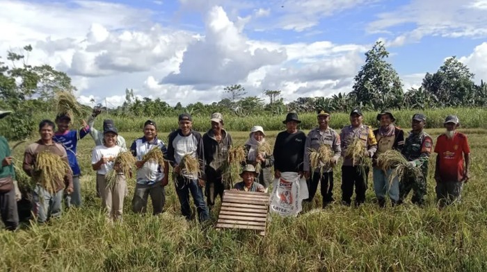 Polri-TNI dan Pemerintah Panen Raya di Keerom